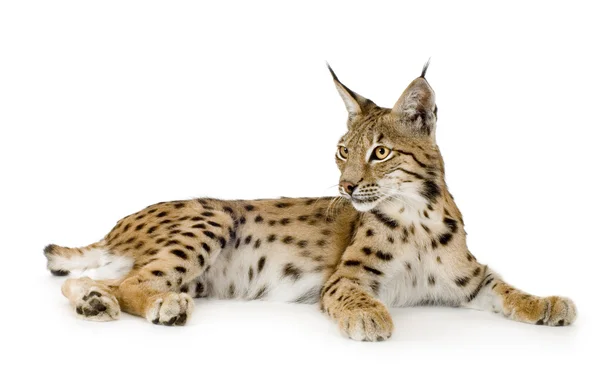 Lynx (2 jaar) — Stockfoto