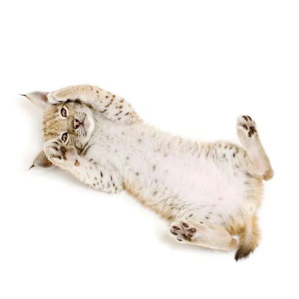 Cachorro de lince (2 meses ) — Foto de Stock