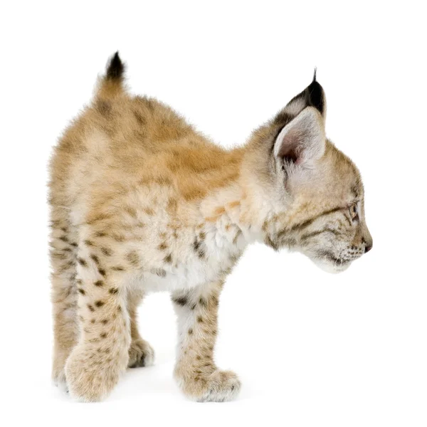 Lynx カブ (2 mounths) — ストック写真
