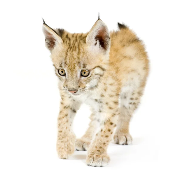 Lynx cub (2 montures ) — Photo