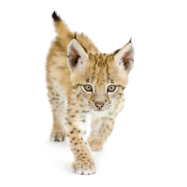 Lynx cub (2 mounths) — Stockfoto