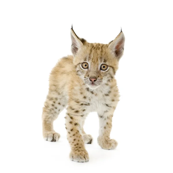 Lynx kölyök (2 hónappal) — Stock Fotó