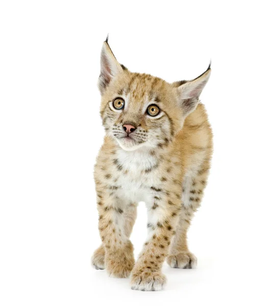 Lynx yavrusu (2 ay) — Stok fotoğraf