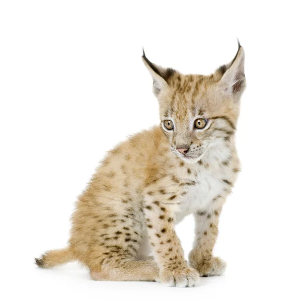 stock image Lynx cub (2 mounths)