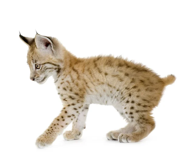 Lynx cub (2 montures ) — Photo