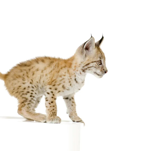 Lynx カブ (2 mounths) — ストック写真