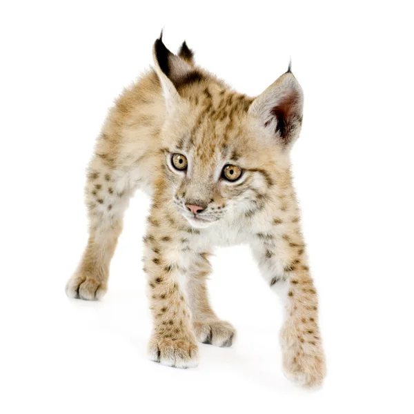 Lynx cub (2 mounths) — Stock Photo, Image