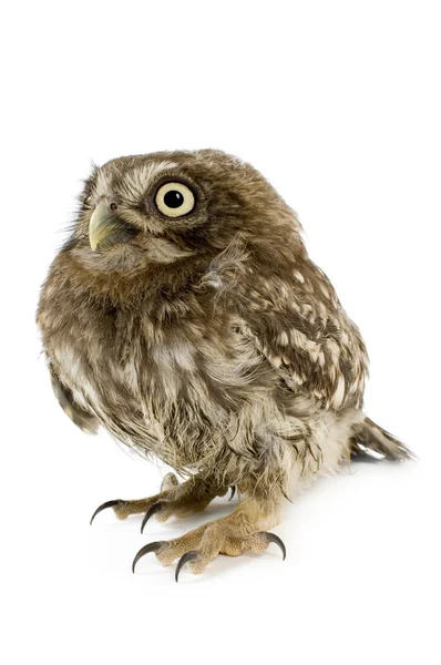 Young owl (4 weeks) — Stock Photo, Image