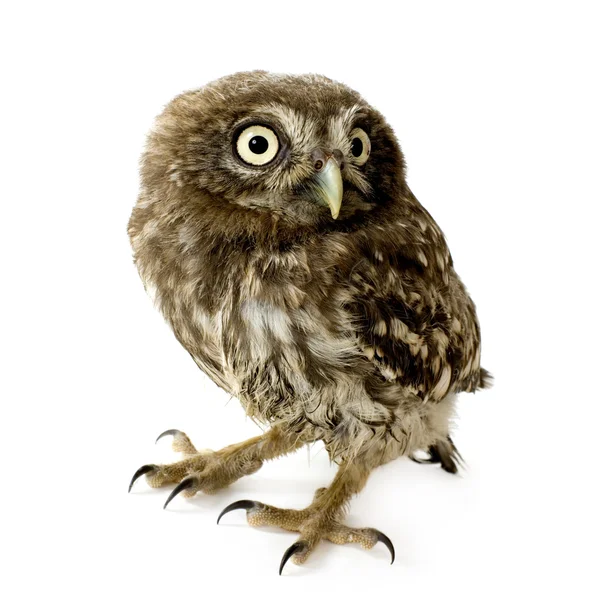 Young owl (4 weeks) — Stock Photo, Image