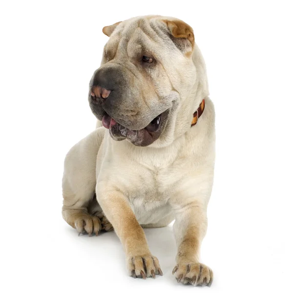 Puppy Sharpei (9 mouths) — Stock Photo, Image