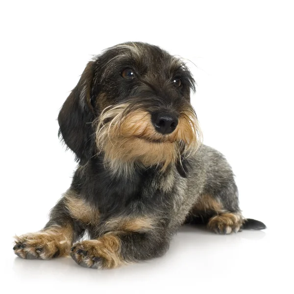 Young Coarse haired Dachshund (11 mounths) — Stock Photo, Image