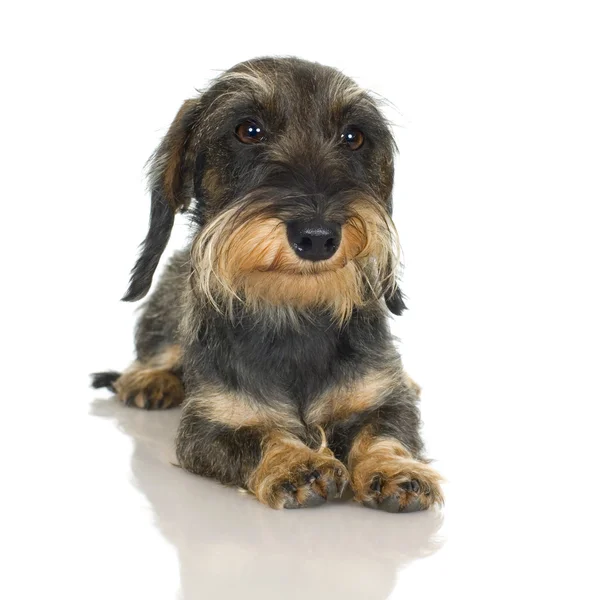 Young χονδροειδές μαλλιά είδος γερμανικού κυνηγετικού σκύλου (11 mounths) — Φωτογραφία Αρχείου