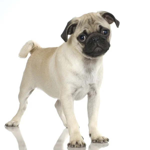 Pug standing up in front of white background — Stock Photo, Image