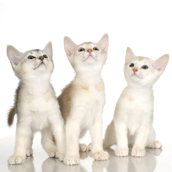 Kiten krótkowłose kot Abisyński — Zdjęcie stockowe