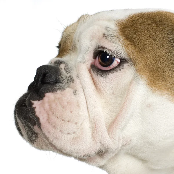 Close-up em um Bulldog Inglês — Fotografia de Stock