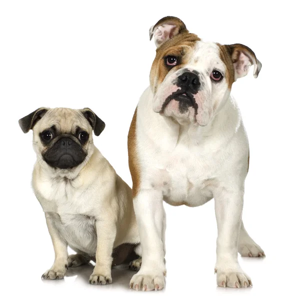 English Bulldog and a pug — Stock Photo, Image