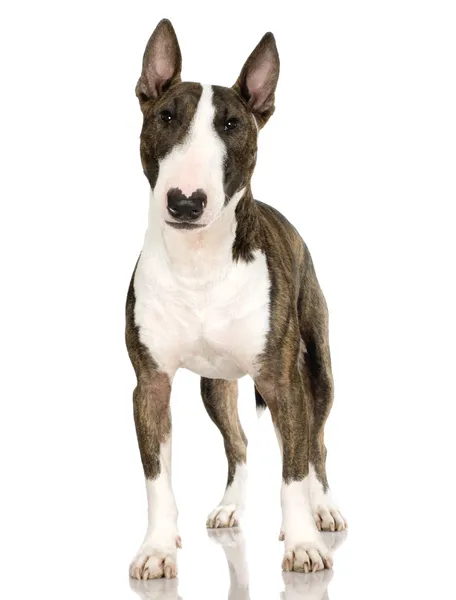 Bull Terrier (2 év) — Stock Fotó