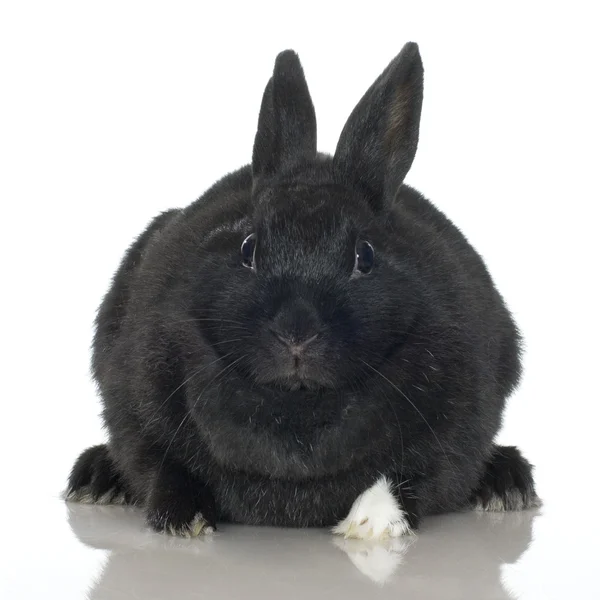 Conejo negro — Foto de Stock