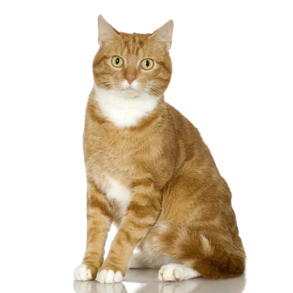 Ginger Cat kedi yavrusu (4 yıl) — Stok fotoğraf