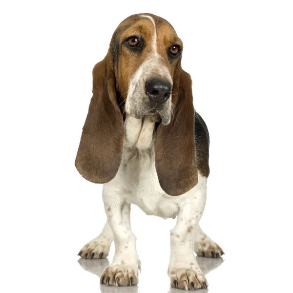 Basset Hound - Hush Puppies — Zdjęcie stockowe