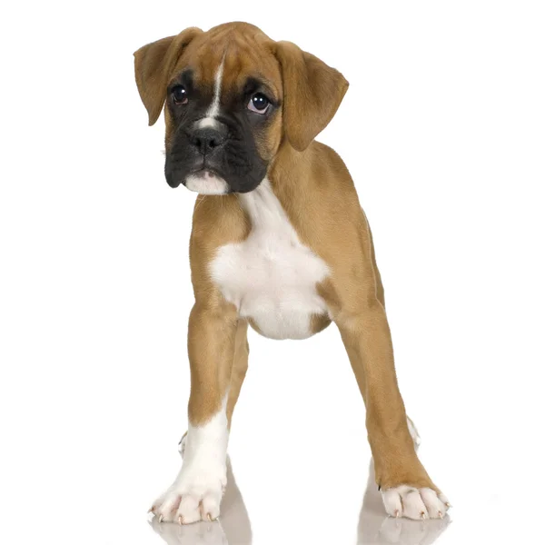 Boxer kiskutya (2 hónappal) — Stock Fotó