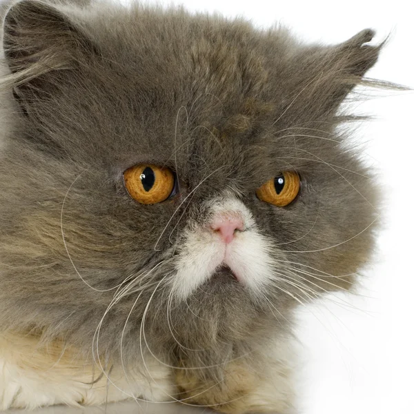 Kot perski — Zdjęcie stockowe