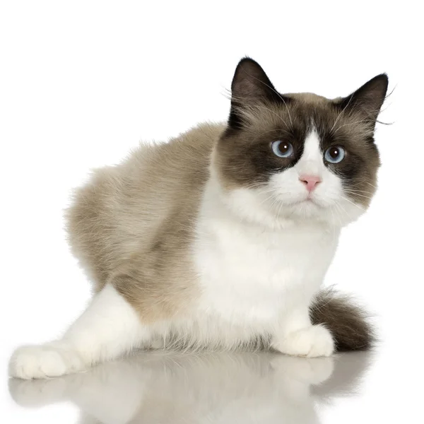 Gato na frente de um fundo branco — Fotografia de Stock