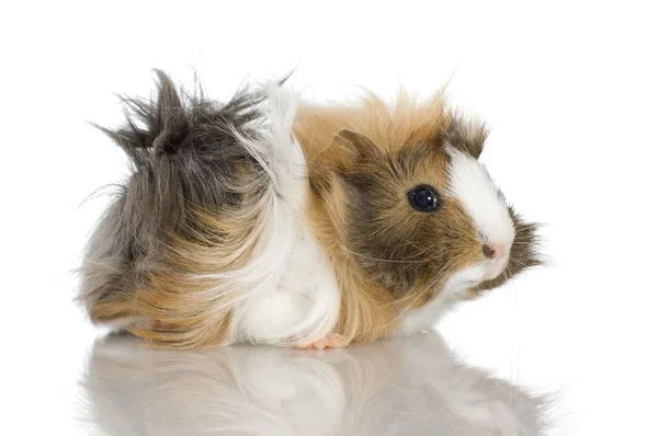 Peruvian guinea pig — Stock Photo, Image