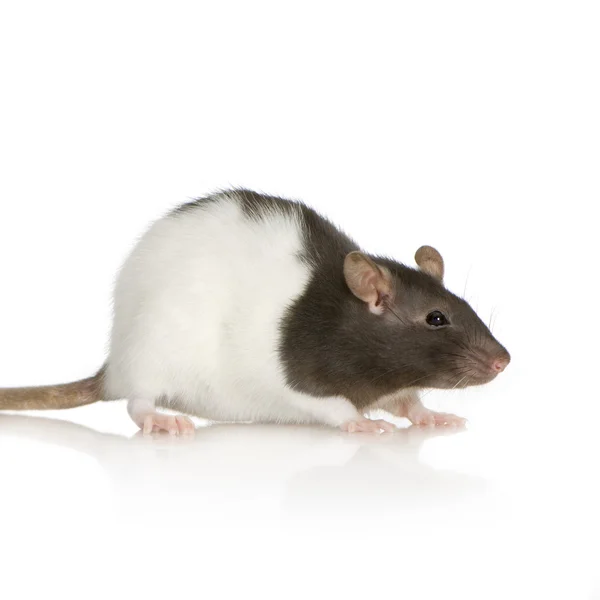 Rato chique, 1 ano, em frente ao fundo branco — Fotografia de Stock