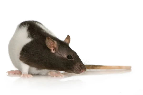Ozdobný krysa, 1 rok stará, před bílým pozadím — Stock fotografie