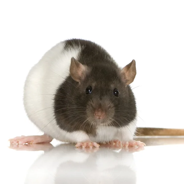 Fancy rat, 1 jaar oud, voor witte achtergrond — Stockfoto