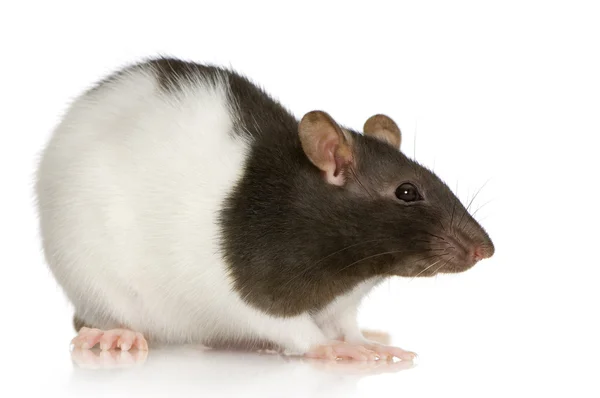 Háziasított patkány, 1 éves, fehér háttér előtt — Stock Fotó