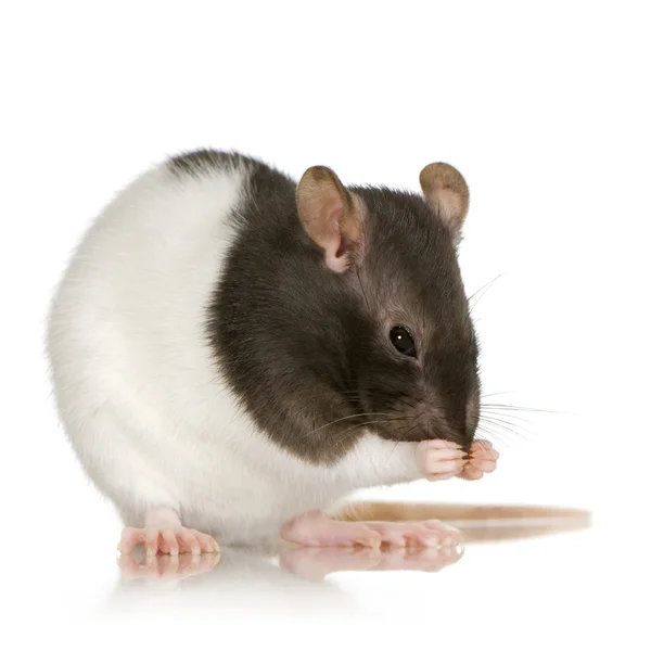 Háziasított patkány, 1 éves, fehér háttér előtt — Stock Fotó