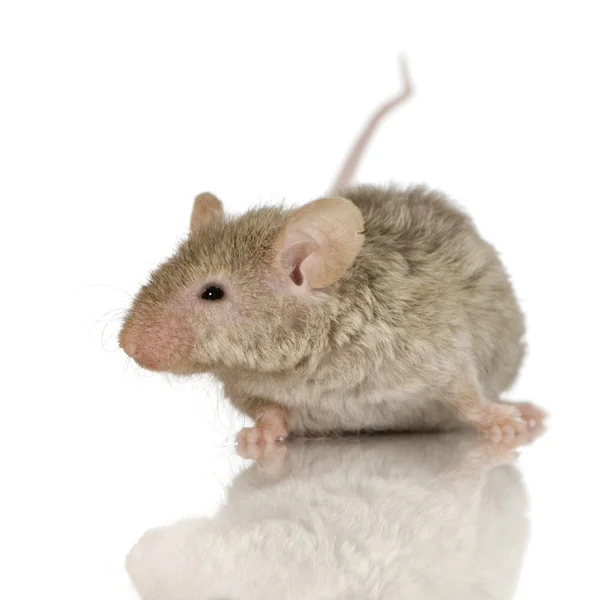 Ratón delante de un fondo blanco — Foto de Stock