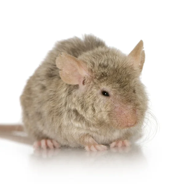 Mouse in front of a white background — Stock Photo, Image