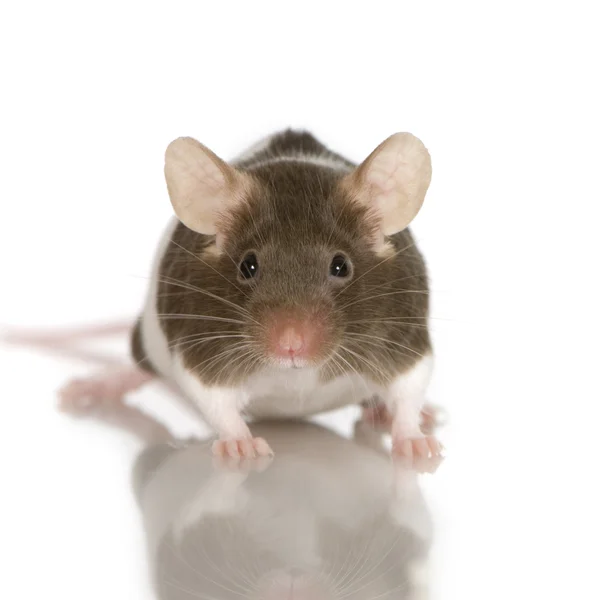 Two-coloured panda rat in front of a white background — Stock Photo, Image