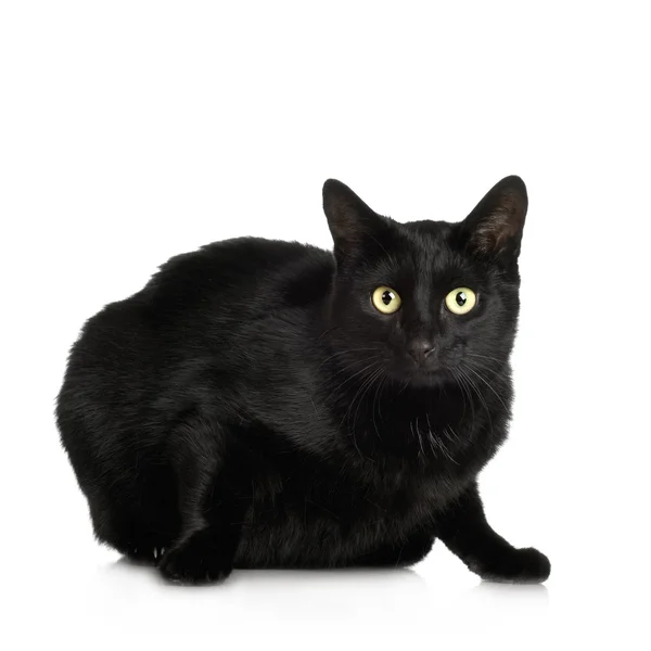 Gato preto (4 anos  ) — Fotografia de Stock