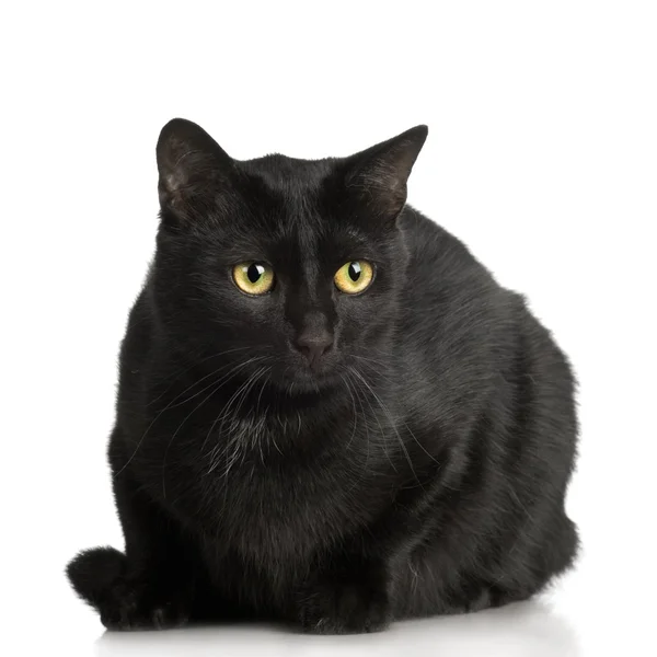 Zwarte kat (1 jaar ) — Stockfoto