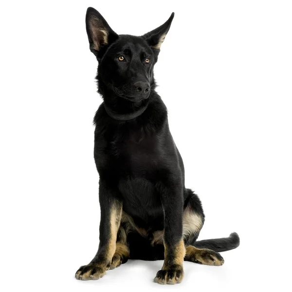 Německý pastýř, Alsatian, policejní pes (5 měsíců ) — Stock fotografie