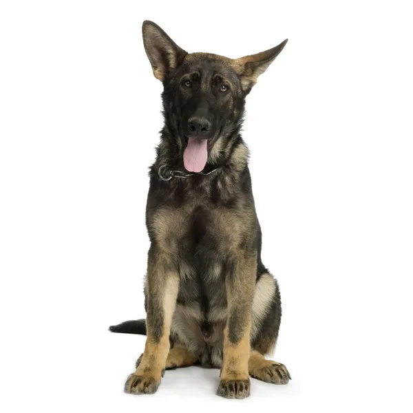 Német juhász, alsatian, rendőrségi kutya (5 hónap ) — Stock Fotó