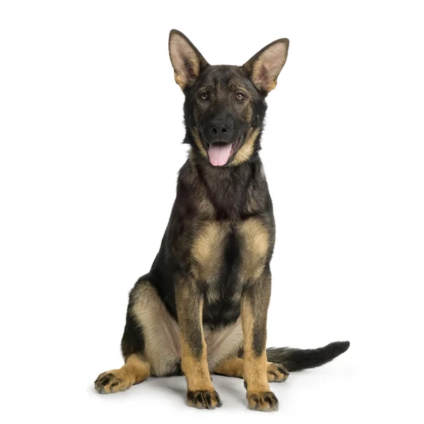 Schäfer, elsassiska, polishund (5 månader ) — Stockfoto