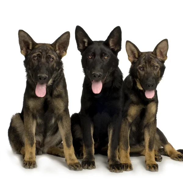 Alman çoban köpeği, alsas, polis köpeği ( 5 ay ) — Stok fotoğraf