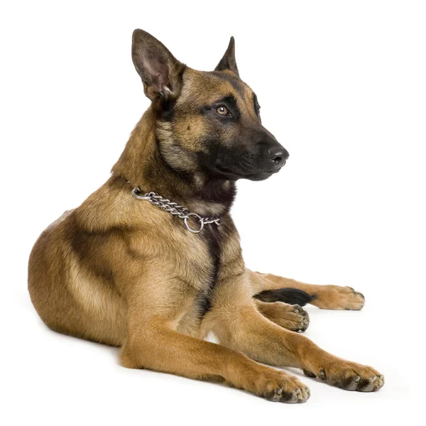 Schäferhund, Elsässer, Polizeihund (6 Jahre) ) — Stockfoto