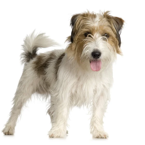 Jack russel long haired ( 1 years ) — Stock Photo, Image