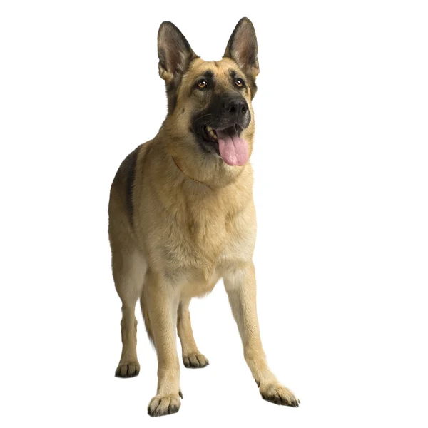 Schäfer, elsassiska, polishund (6 år ) — Stockfoto