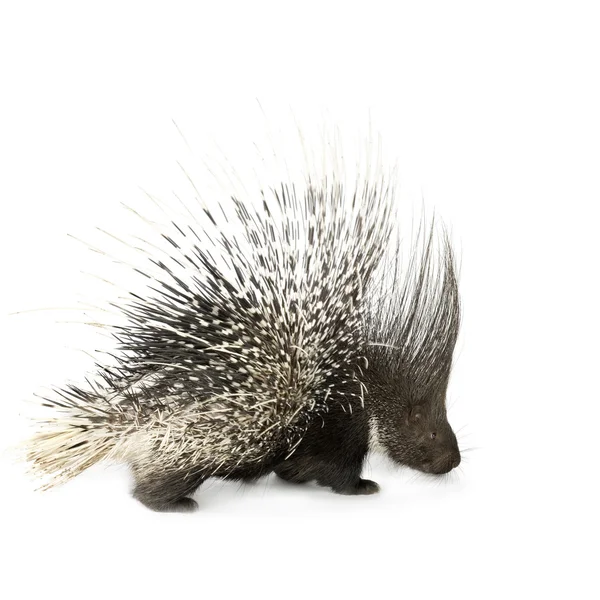 Porcupine — Stock Photo, Image
