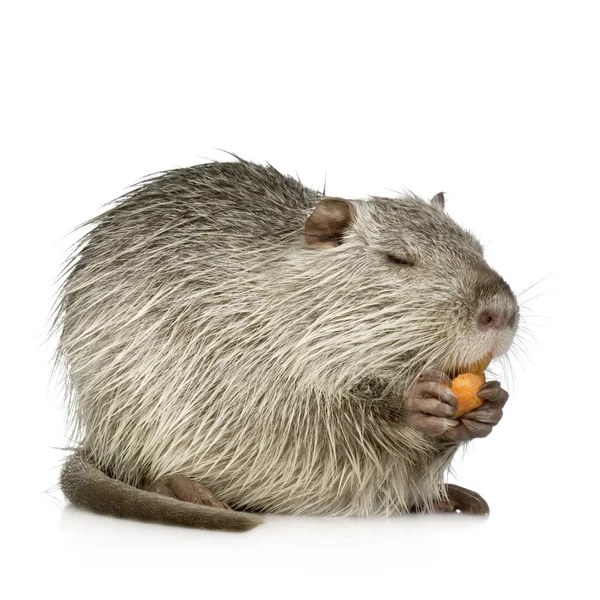 海狸鼠或海狸 (海狸鼠) — 图库照片