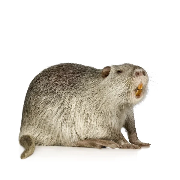 海狸鼠或海狸 (海狸鼠) — 图库照片