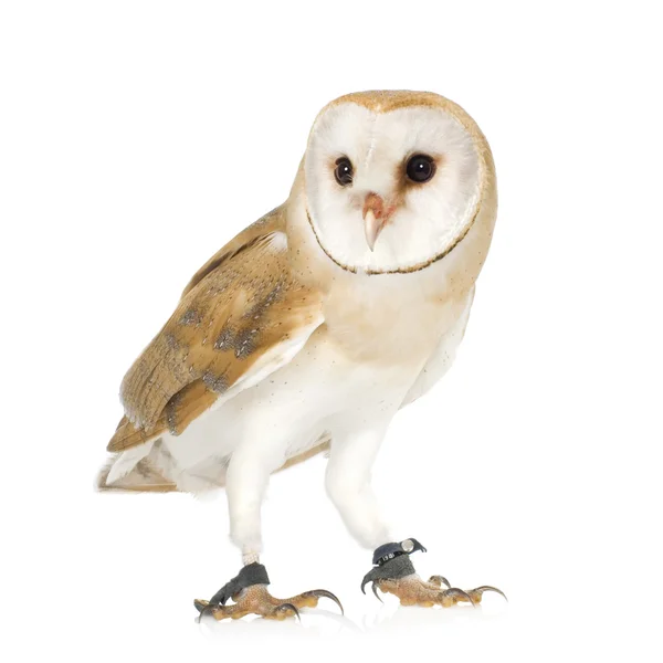 Gemeenschappelijke Barn Owl (4 mounths) — Stockfoto