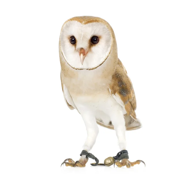 Gemeenschappelijke Barn Owl (4 mounths) — Stockfoto